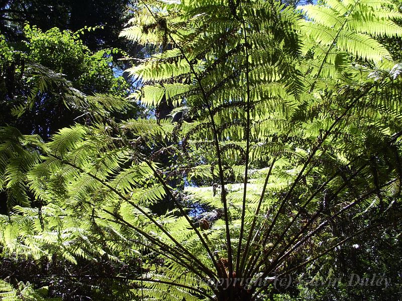 Tree fern, New England National Park IMGP1459.JPG